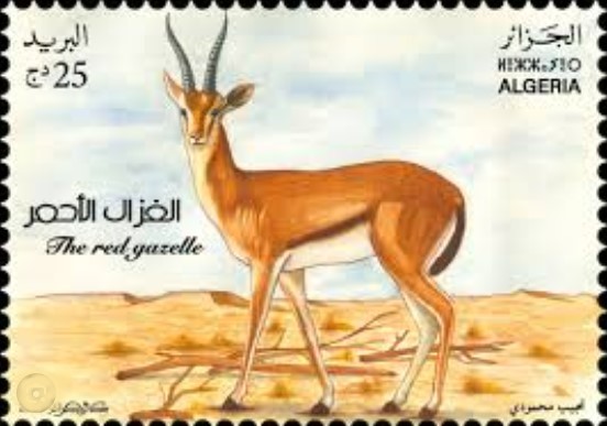 La gazelle rouge (Eudorcas rufina Thomas)
