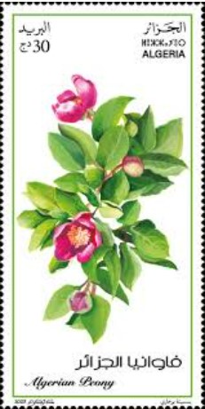 Pivoine d’Algérie  (Paeonia algeriensis Chaber)