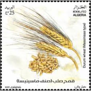 Récoltes Variété Massinissa