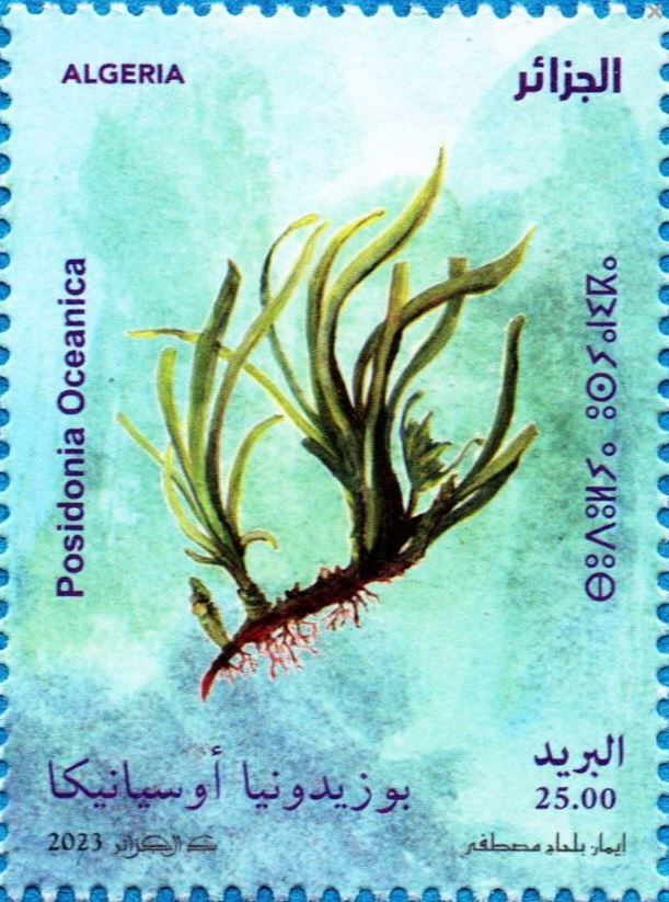 Posidonie de Méditerranée (Posidonia oceanica)