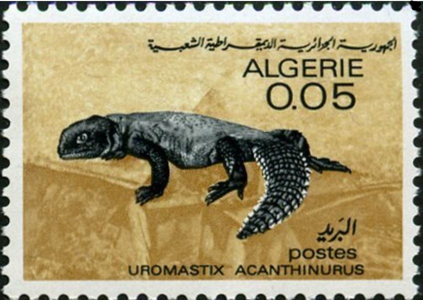 Uromastix acanthinurus