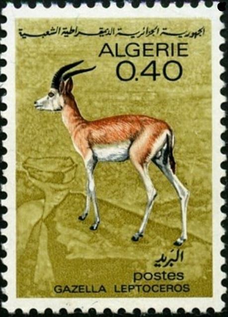 Gazella leptoceros