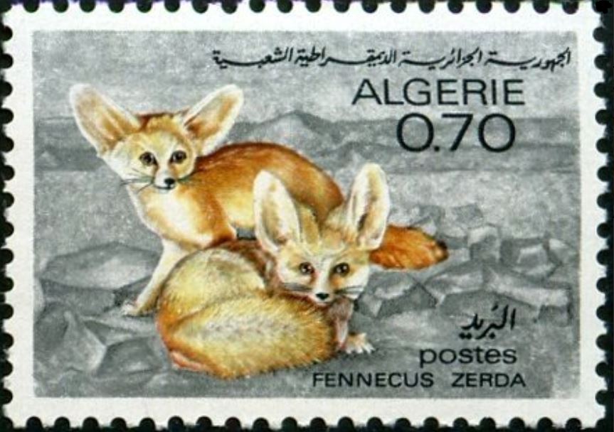 Fennecus zerda