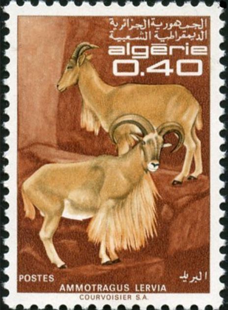 Mouflon (Ammotragus Lervia)