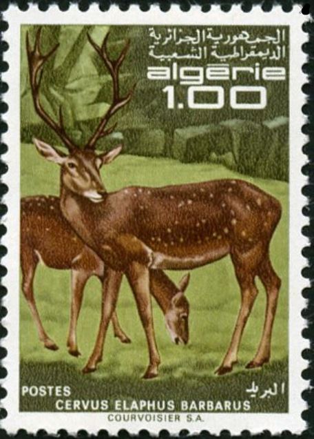 Cerf de Barbarie (Cervus Elaphus Barbarus)