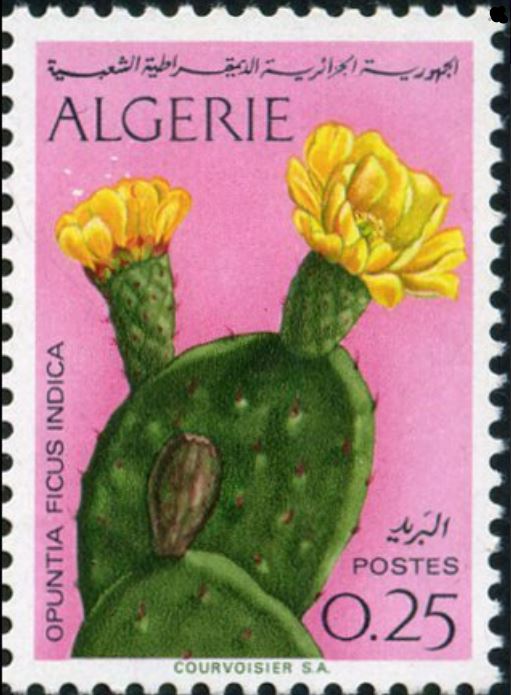 Fleur de Figuier de Barbarie