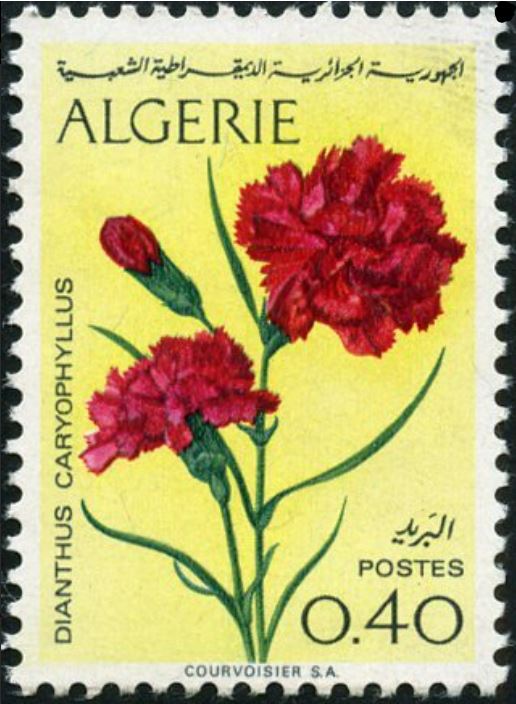 Oeillets Dianthus caryophyllus