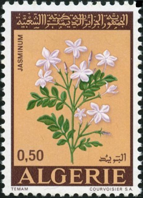 Jasmin Jasminum