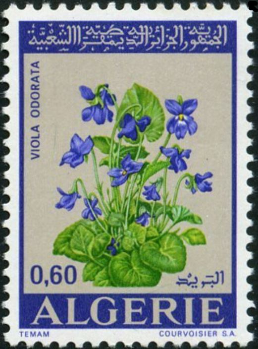 Violette Viola odorata