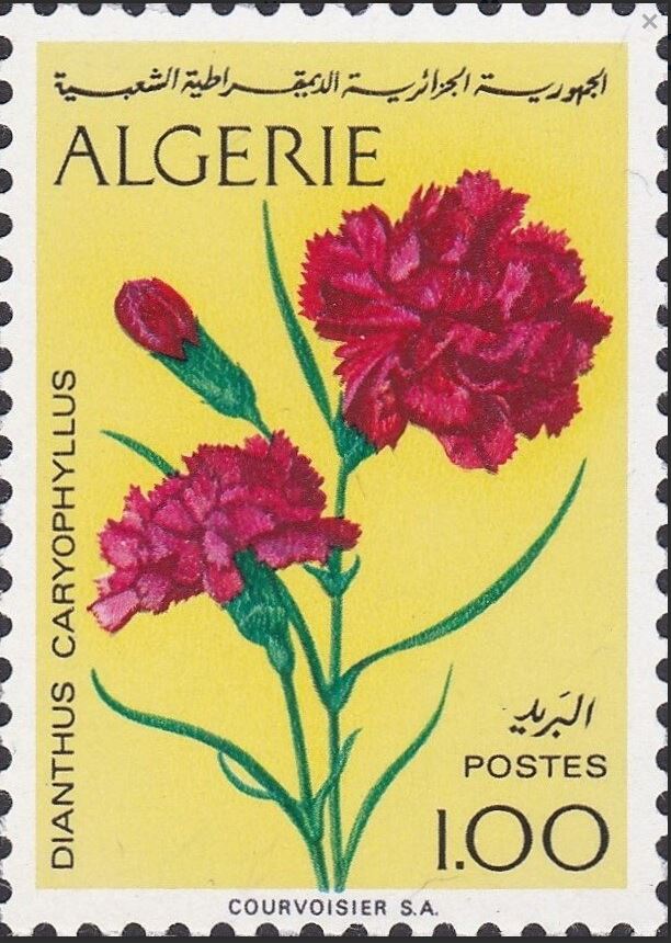 Dianthus caryophyilus