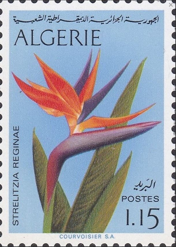 Bec d'Oiseau (Strelitzia reginae)