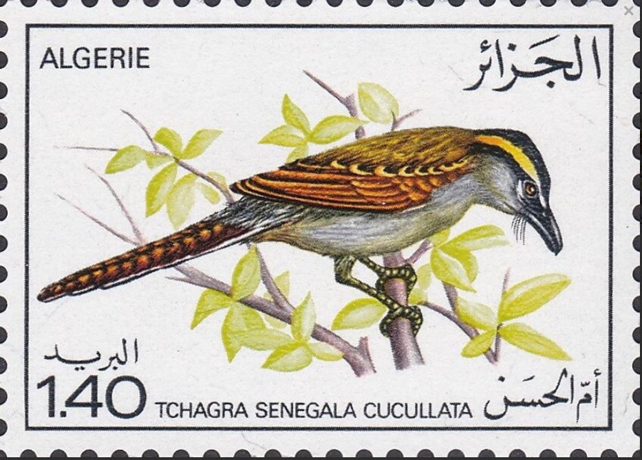 Tchagra senegala cucullata