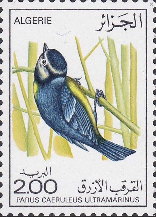 Parus caeruleus ultramarinus