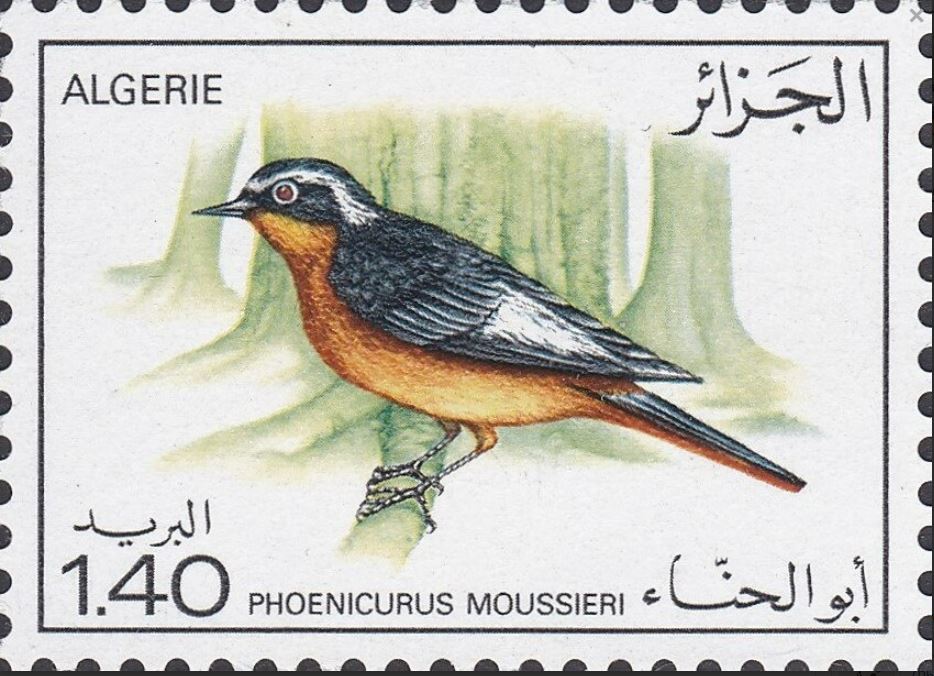 Phoenicurus moussieri