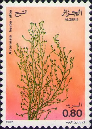 Artemisia herba-alba