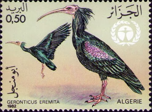 Geronticus eremita - Ibis Chauve