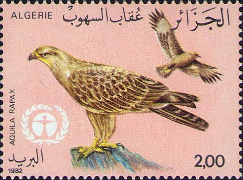 Aquila rapax - Aigle des Steppes