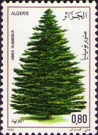 Abies numidica (Sapin de Numidie)