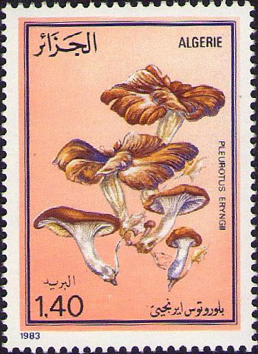 Pleurotus eryngii