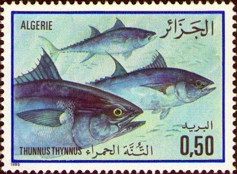 Thunnus thynnus (Thon Rouge ou Thon Commun)