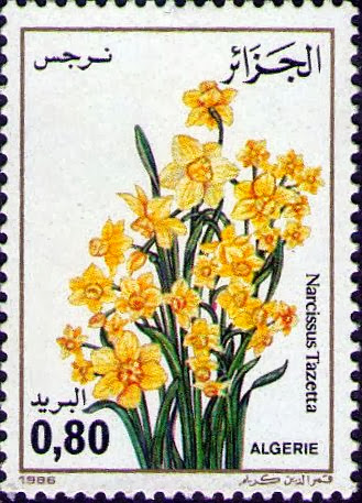 Narcissus tazetta (Narcisse)