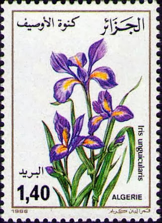 Iris unguicularis (Iris)