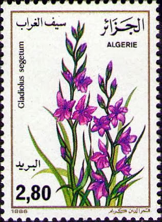 Gladiolus segetum (Glaîeul)