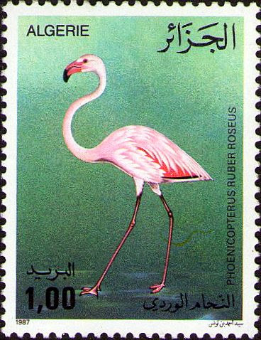 Phoenicopterus ruber roseas - Flamant Rose