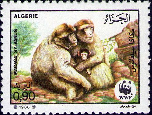 Le magot (Macaca sylvanus)