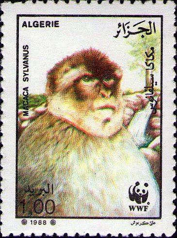 Le magot (Macaca sylvanus)