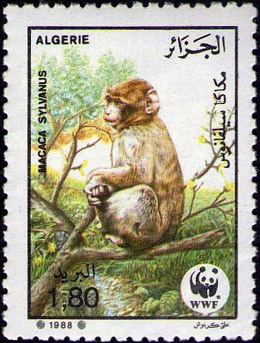 Le magot (Macaca sylvanus)