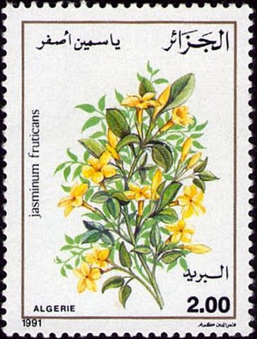 Jasminum fruticans - Jasmin Jaune