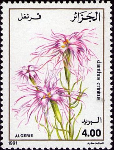 Dianthus crinitus - Oeillet