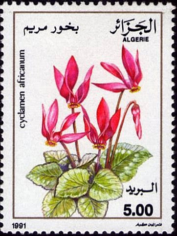 Cyclamen africanum - Cyclamen