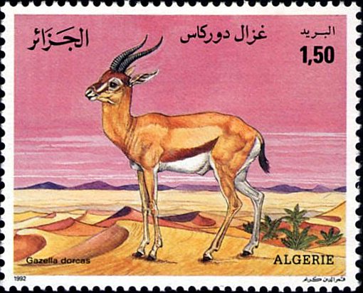 Gazella dorcas