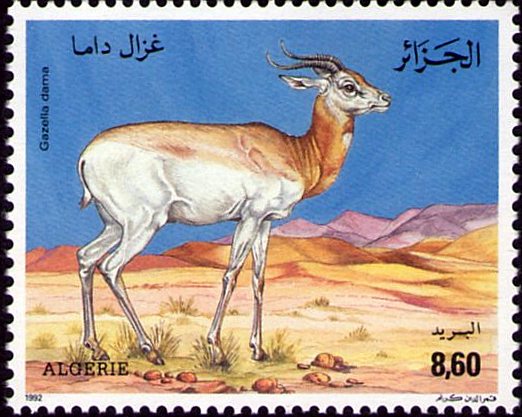 Gazella dama