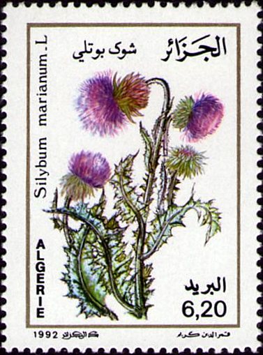 Silybum marianum - L (Chardon Marie)