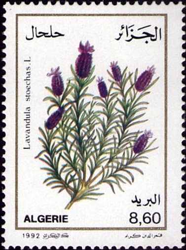 Lavandula stoechas - L (Lavande Stoéchade)