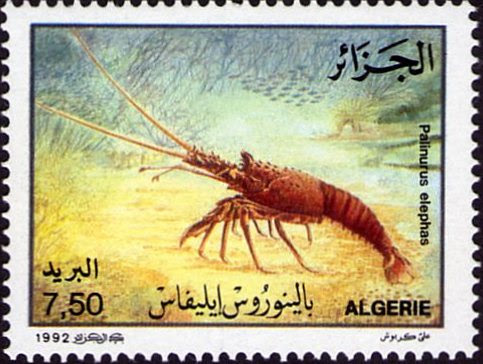 Palinurus elephas (Langouste)