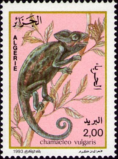 Chamaeleo vulgaris (Cameleon)