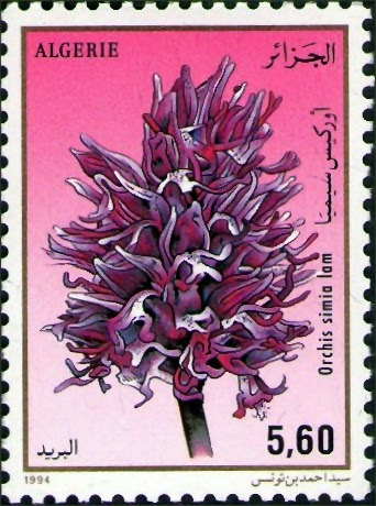 Orchis simia lam