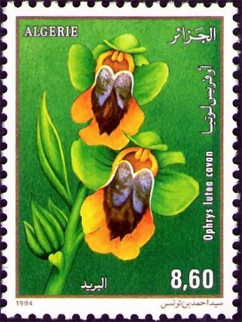 Ophrys lutea cavan