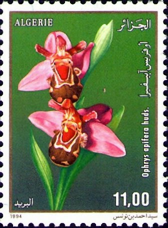 Ophrys apifera huds