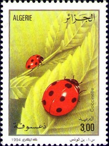 Coccinelles