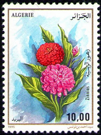 Zinnias