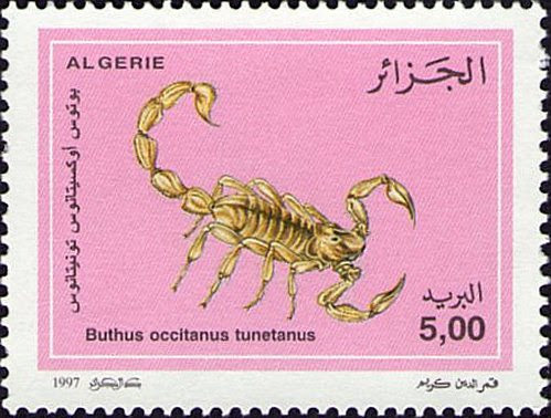 Scorpion Buthus occitanus tunetanus