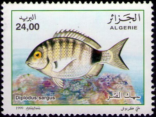 Diplodus sargus (Sar)