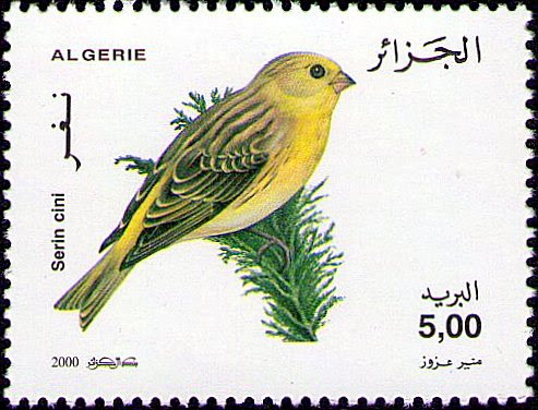 Serin cini (Serinus serinus)