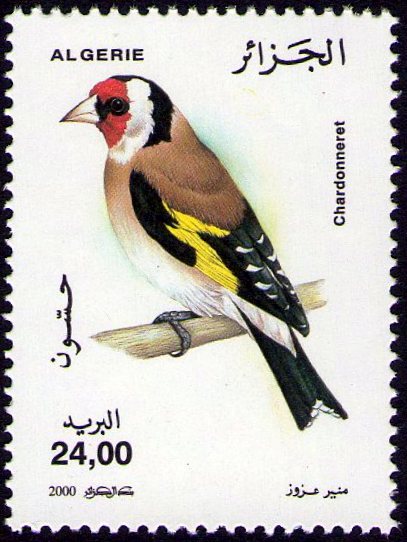 Chardonneret (Carduelis carduelis)