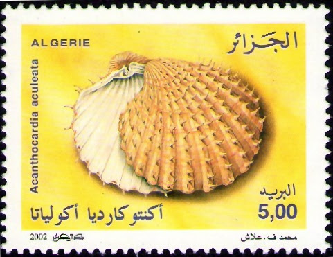 Coquillages Acanthocardia aculeata (Linnaeus, 1958)